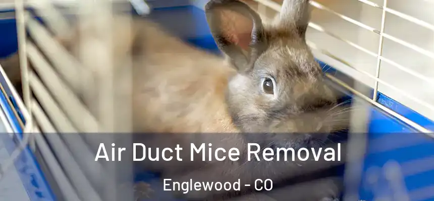  Air Duct Mice Removal Englewood - CO